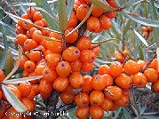 Hippopha� rhamnoides 'Terhi'